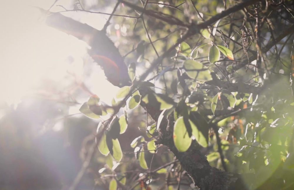 Image-11-7-25-at-2.30-AM-2.webp